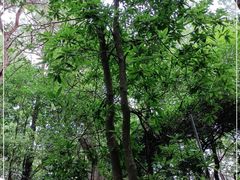 -南国桃园旅游度假区