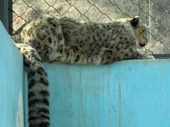 -青藏高原野生动物园