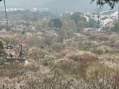-香雪海