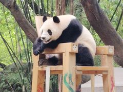 -广州长隆野生动物世界
