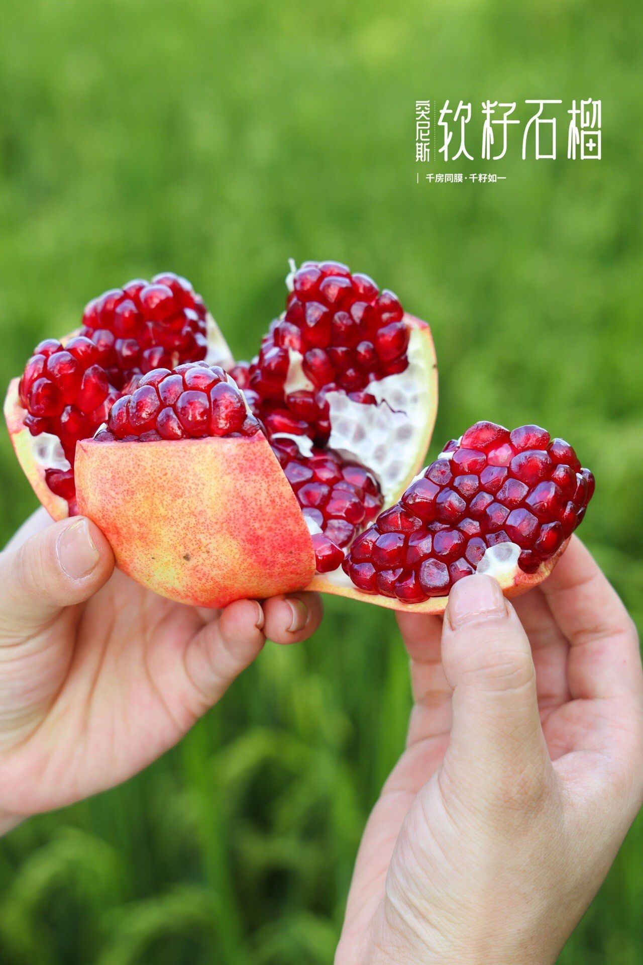 突尼斯软籽石榴