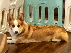 -柯斗斗主题餐厅·狗咖·围炉煮茶·茶饮(国瑞升平里店)