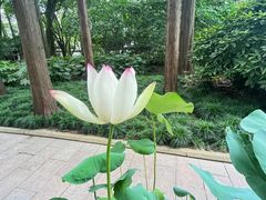 -上海醉白池公园