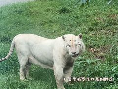 -上海野生动物园