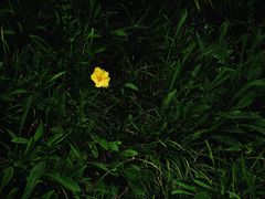 -府河摄影公园