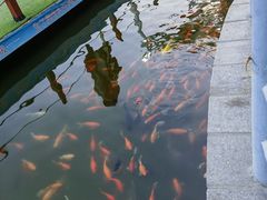 -莲湖公园