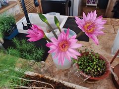 -翠贝卡&Mama Kelly Brunch Coffee(河西店)