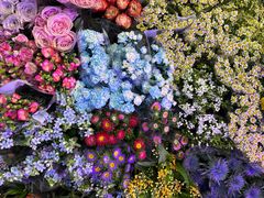 -花鸟鱼虫鲜花绿植市场(玉泉路店)