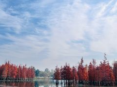 -白鹭湾湿地公园