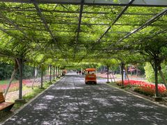 -东平国家森林公园
