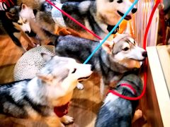 -Husky Go! 哈士奇体验馆·宠物咖啡厅狗咖