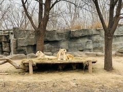 -北京野生动物园