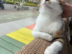 -御宝贝·A梦猫科宠物医院(国际猫友好医院)