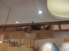 -滚猫咖啡·猫咖·猫友好撸猫(未来城店)