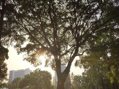 -文华公园(禅城区)