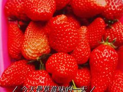 -大自然农场蔬菜草莓采摘园