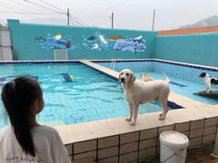 -趣玩宠物乐园寄养训犬训狗游泳池