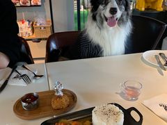 -百好乐宠物友好餐厅(朝外大街店)