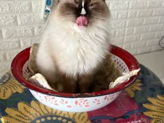 -平行世界·猫咖(首经贸店)