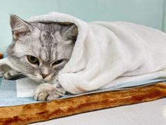 -达爱动物医院·犬猫分区·CT·复杂眼科(远洋山水分院)