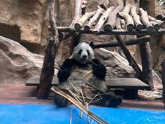 -成都动物园