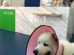 -佩兹宠物医院肿瘤专科·眼科·牙科(黄浦店)