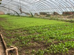 -万源龙顺度假庄园生态观光园