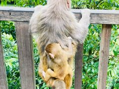 -黔灵山公园