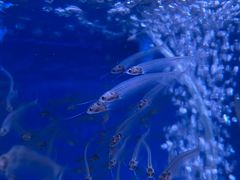 -青石桥花鸟鱼虫市场(叠翠城店)