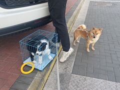 -宠福鑫康馨动物医院·骨科·眼科