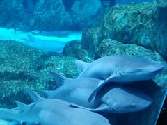 -海合安成都极地海洋公园