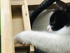-芭比堂动物医院广州顽皮分院