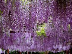 -嘉定紫藤园