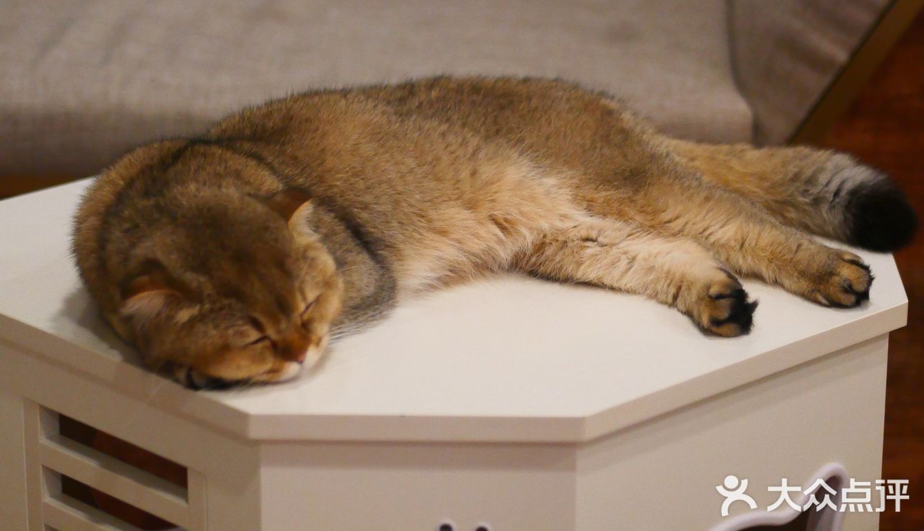 猫咖还能打桌游，这也太治愈了 