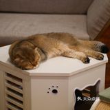 猫咖还能打桌游，这也太治愈了 