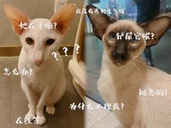 -飞行喵MR PILOT|猫舍·猫咖(静安大融城店)