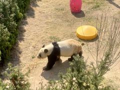 -西霞口神雕山野生动物世界