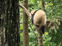 -中国大熊猫保护研究中心雅安碧峰峡基地