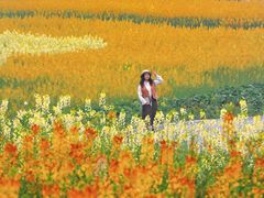 -三圣花乡旅游区