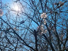 -香雪海