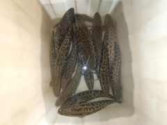 -夏家大锅台炖鱼馆