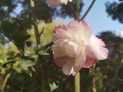 -金花茶公园