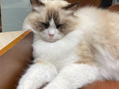 -藏猫猫咖啡主题馆(中央大道店)