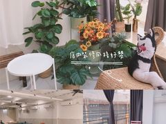 -星多哈·狗咖·拼豆·咖啡