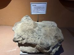 -青藏高原自然博物馆