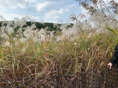 -上海国际音乐村