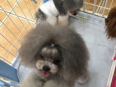 -读宠于你·约克夏比熊·睫角守宫·爬宠售卖(高新店)