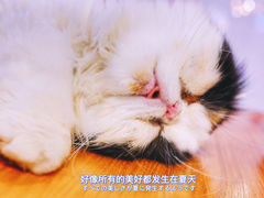 -猫小院猫主题餐厅(三里屯店)