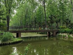 -合肥滨湖国家森林公园