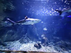 -荆州中山公园动物园